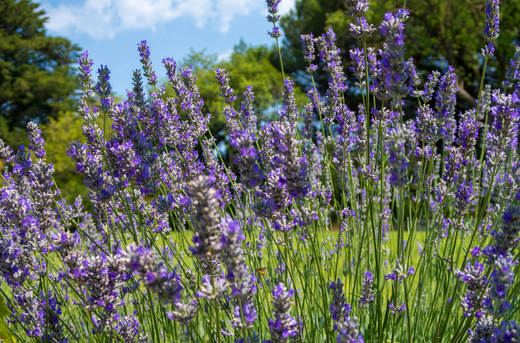 Is Lavender antibacterial and antifungal?