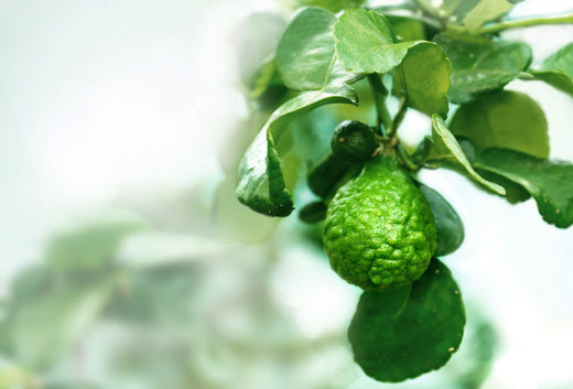 Bergamot - Benefits And Uses