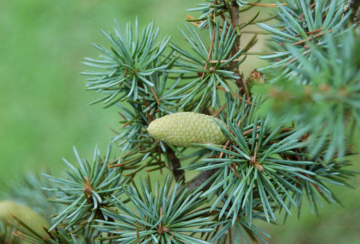 Cedarwood - Benefits & Uses