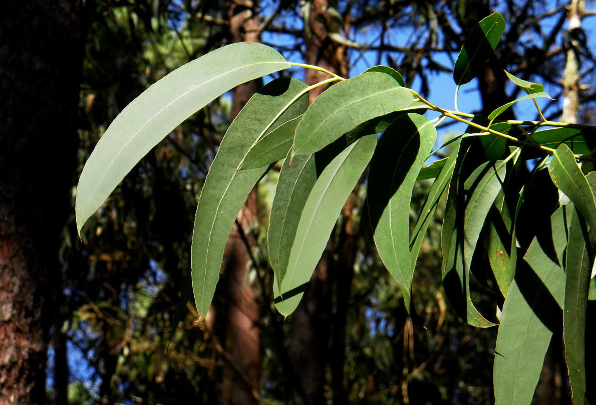 Eucalyptus – Benefits And Uses
