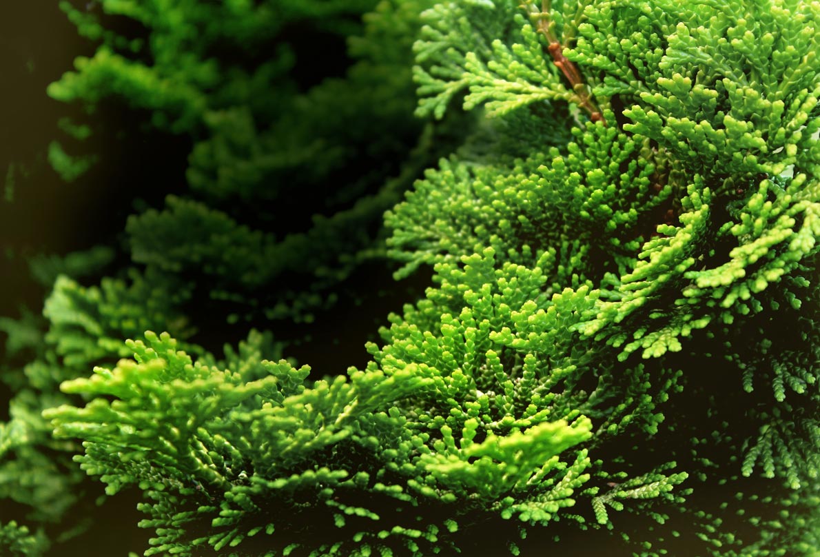 All You Need to Know About Hinoki Essential Oil