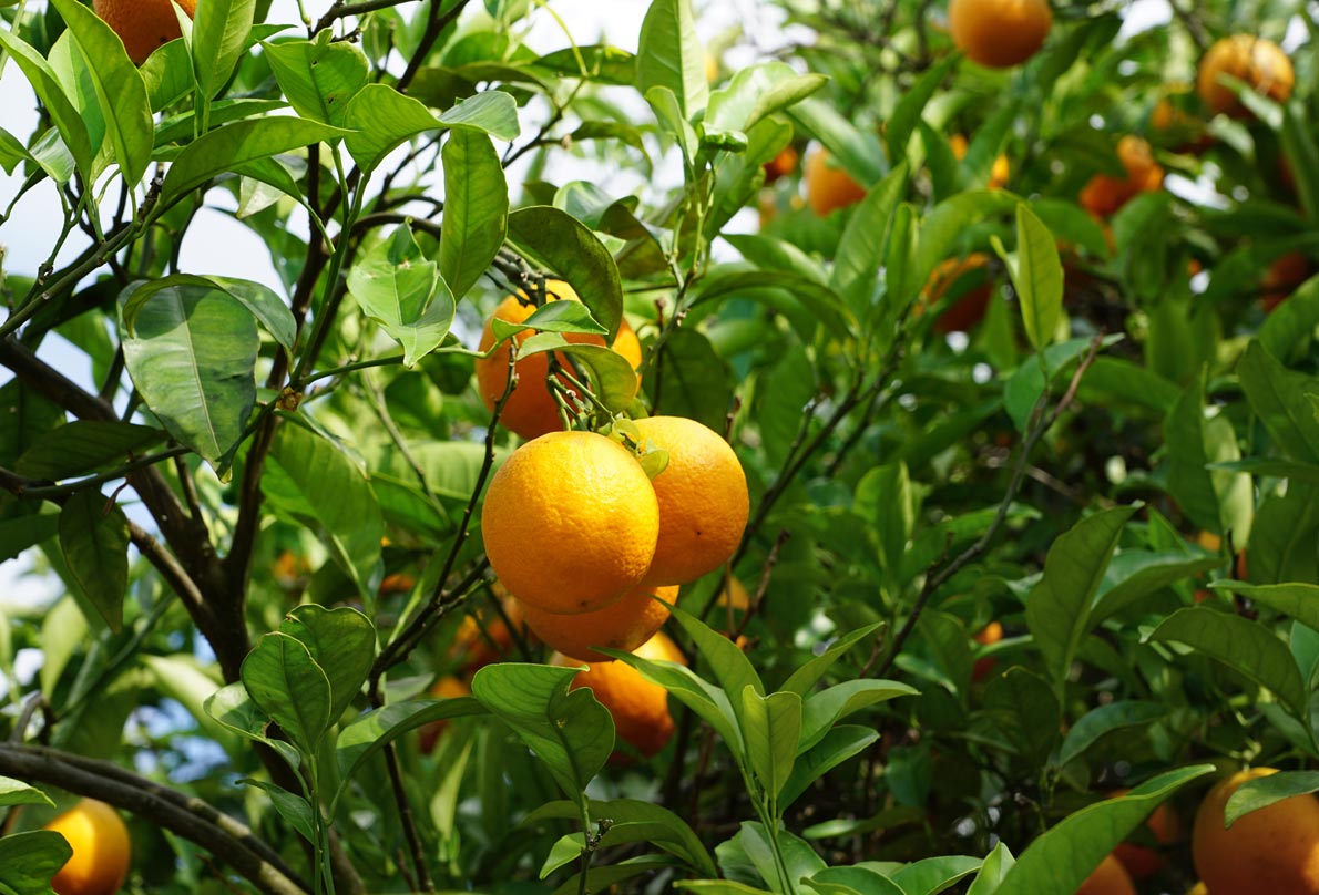 Orange – Benefits And Uses