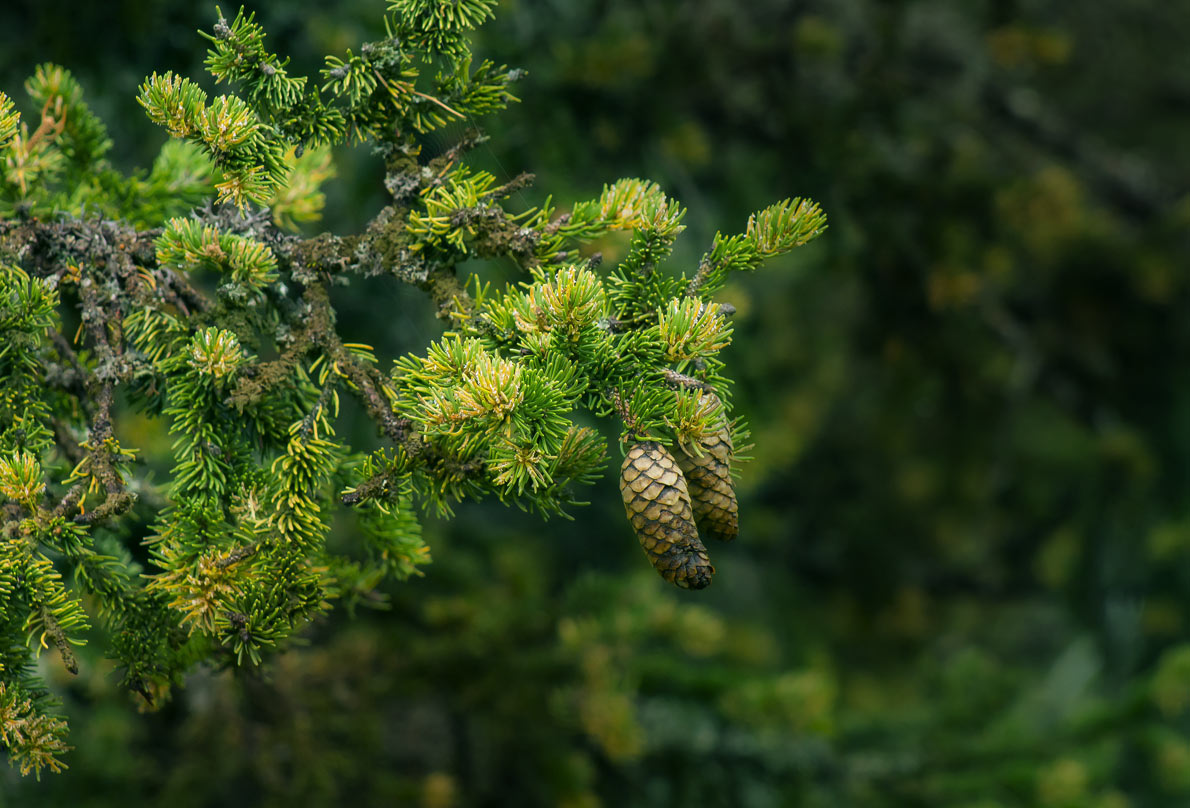 The benefits of pine oil enriched with pine resin for the skin