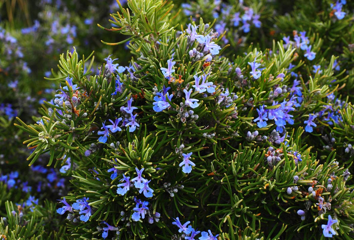 Rosemary – Benefits And Uses