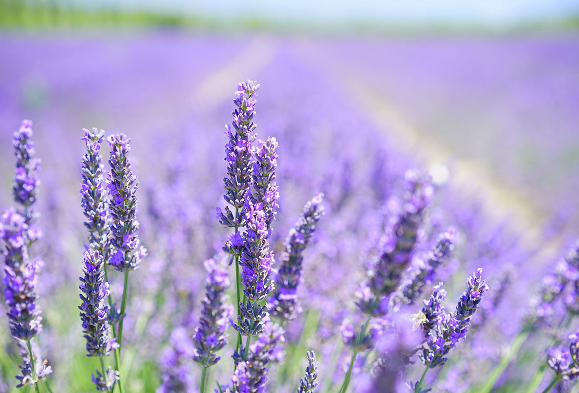 Spike Lavender – Benefits And Uses