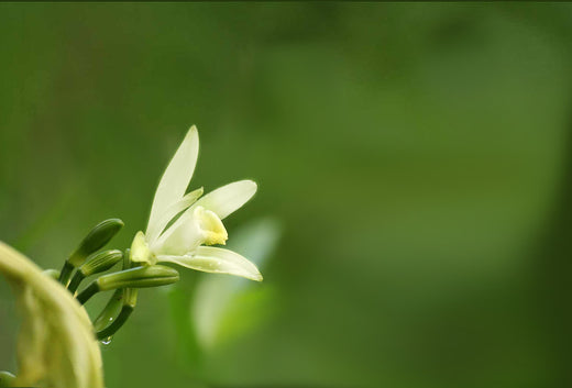 Vanilla – Benefits And Uses