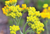 Helichrysum - Benefits And Uses