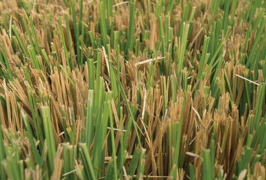 Vetiver - Benefits and Uses