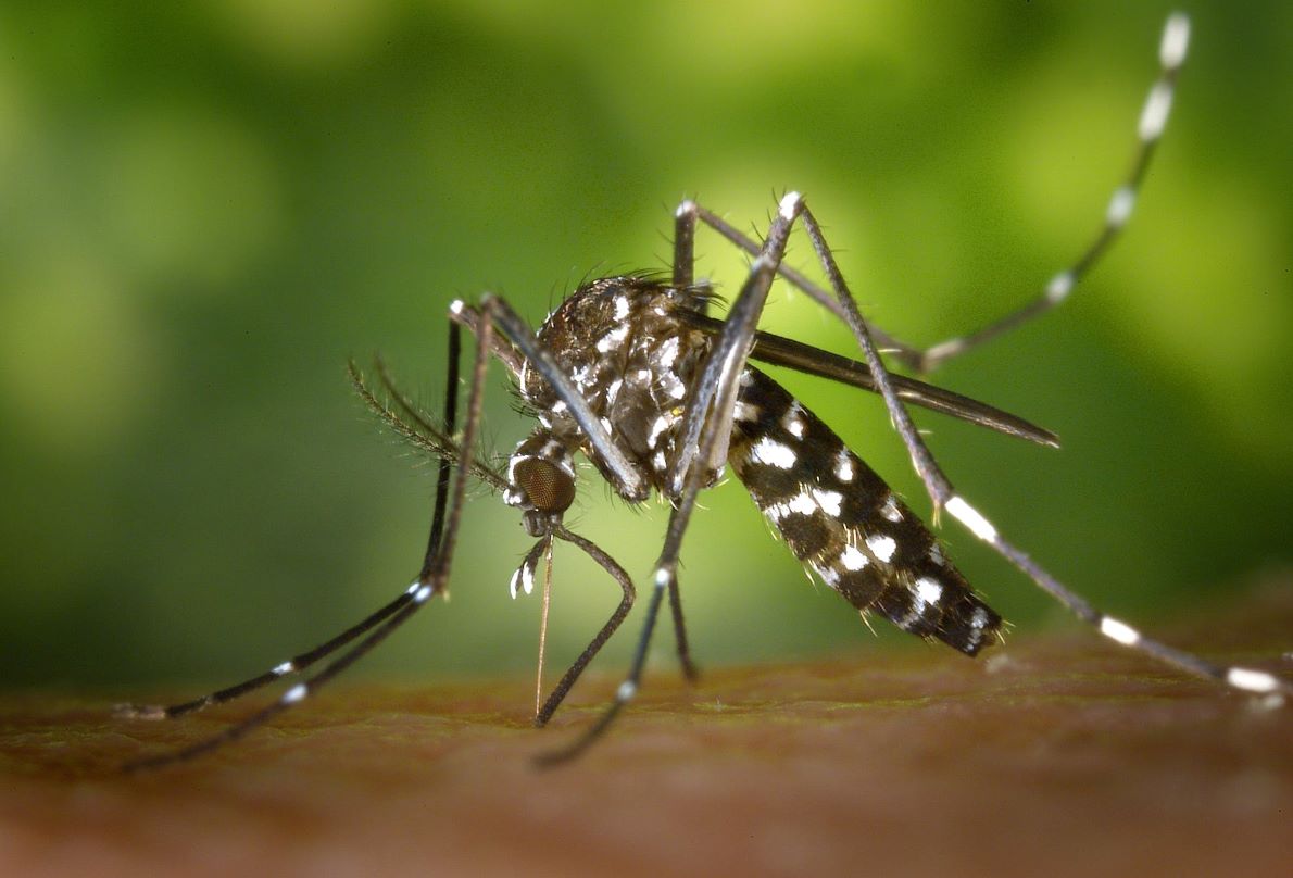 Dengue: Warning Signs and Preventative Measures