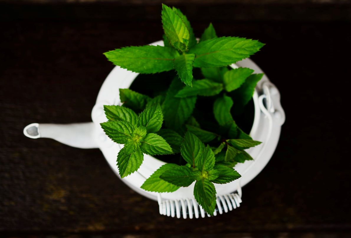 Dengue: The Power of Peppermint